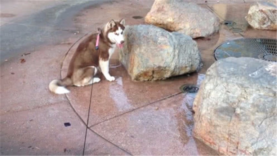 Huskey sat down on the fountain and suddenly sprayed water. The camera shot a funny scene.