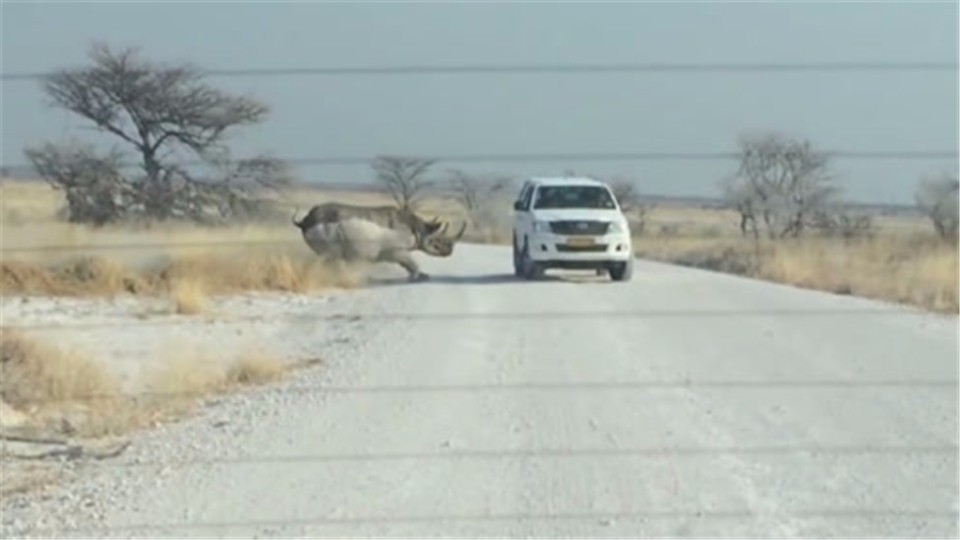The driver parked his car in the middle of the road and provoked the rhinoceros to walk. The camera captured the whole process.