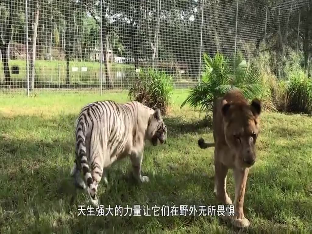 Tiger: Let's fight with me when you have a hot head.