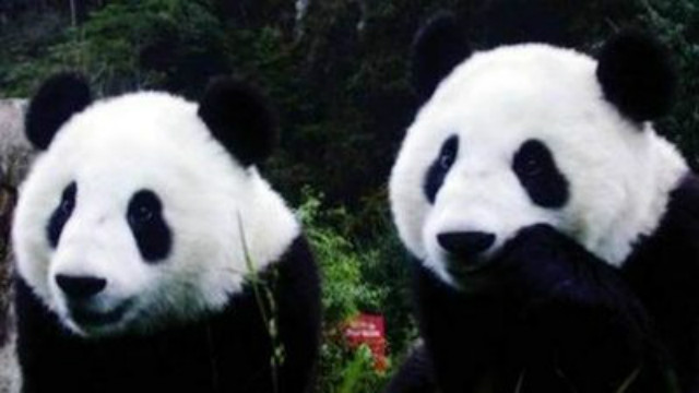 One of the world's rarest animals, the Elf Bear, is worth more than the panda.