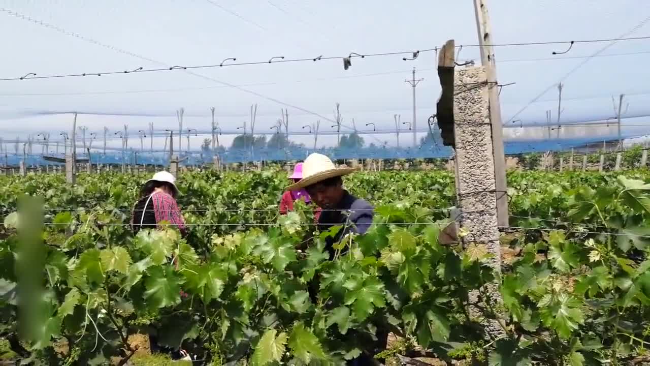 How much does growing grapes make a year? Rural uncle responded, netizen: I want to go home and plant land.