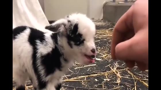 The owner touched the lamb, and the kid immediately lost his temper. What's wrong with you?