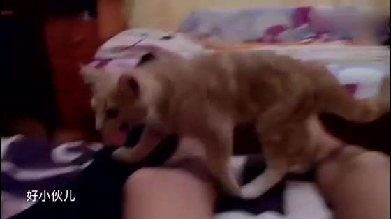 A cat in Russia thinks she is a dog, and she is playing badly with her owner. She has a dull look in her eyes.