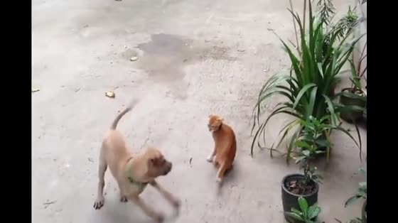 Dog, come, hit me, hit me, cat, hit you.