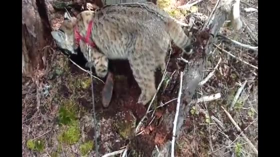Animal lynx digging video, is this to be spermatogenic?