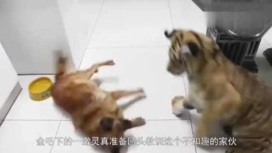 The dog turned his head and found a tiger next to him. Then please hold your breath and stop laughing.