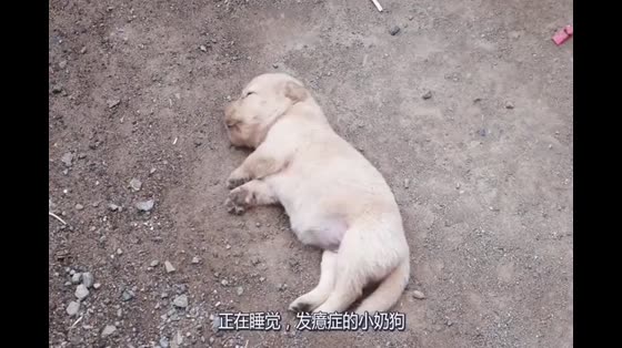 Chinese idyllic dog naps and dreams, super cute
