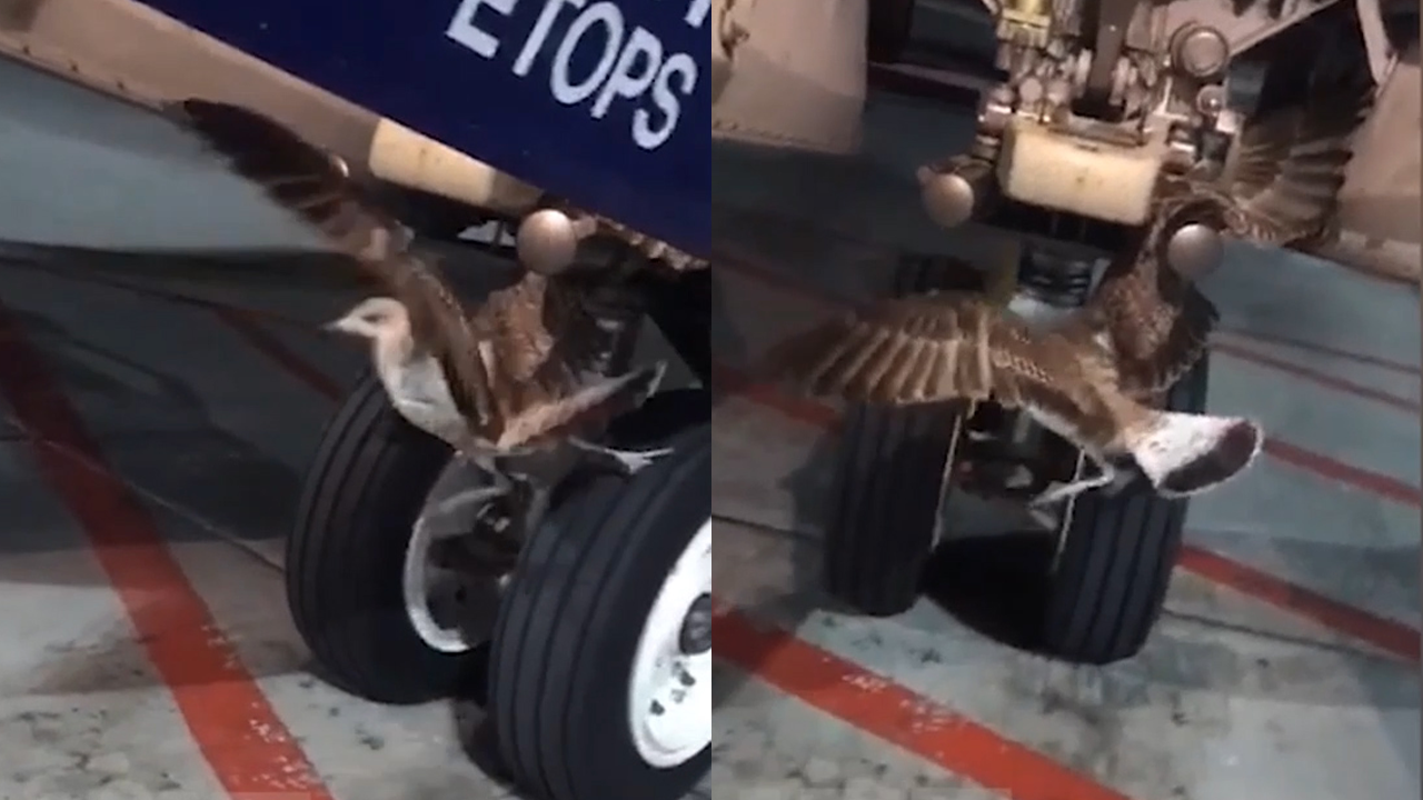 When a Russian Boeing 737 landed, it pulled down a seagull and the scene was unexpected.
