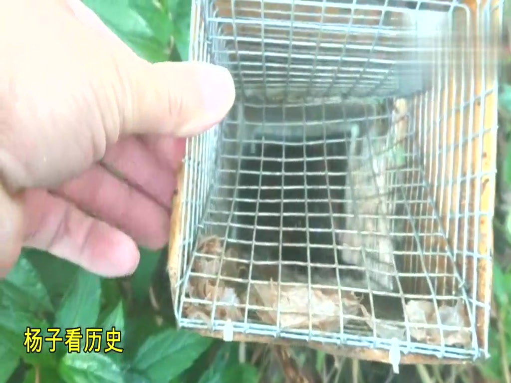 The man collects the snake cage in the field. The snake inside is eaten by the big guys and is trapped inside.