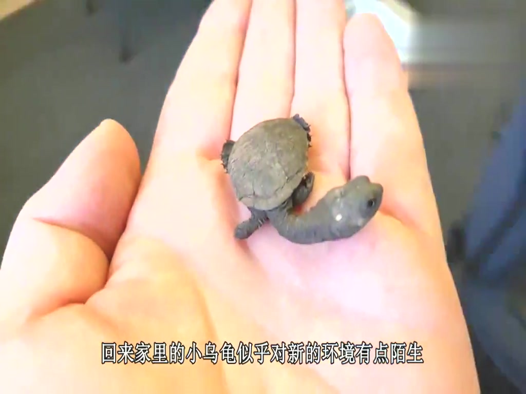 The man has kept tortoise for 5 years. Recently, something is wrong. The whole process is recorded by camera.