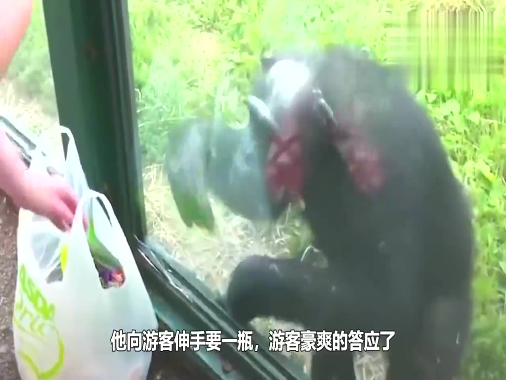The girl teaches the chimpanzee to play with his cell phone through the glass. He studies hard. After a few seconds, everyone is not calm.