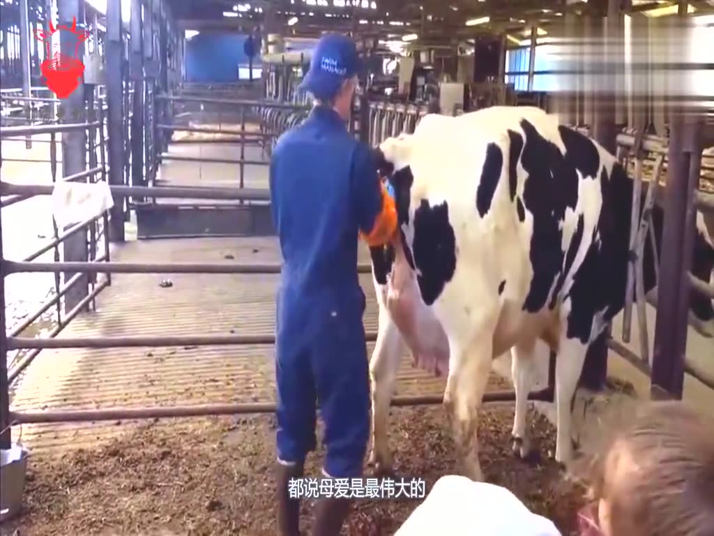 Mother cow has a difficult childbirth. The staff help her when she is in danger. Mother's love is so touching!