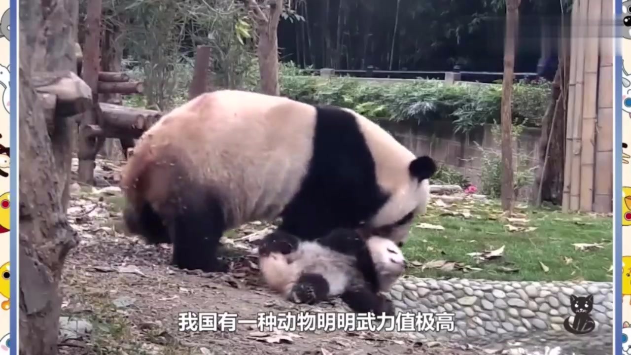 A domestic panda dislikes 