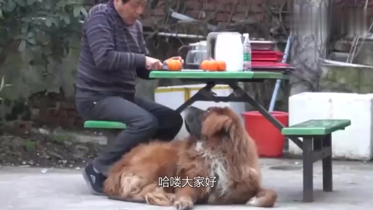 The best Tibetan Mastiff in the world, worth 12 million, is now in China.