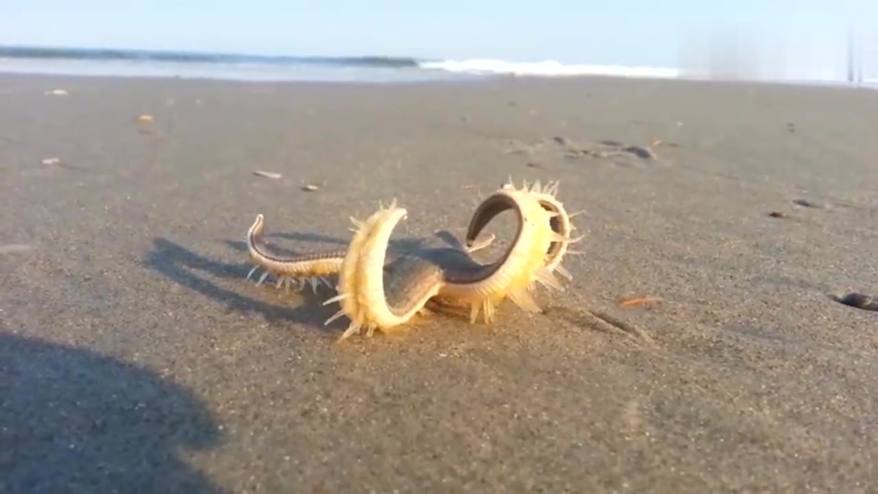 Occasionally encounter the starfish walking on the beach, the walking posture is really enchanting