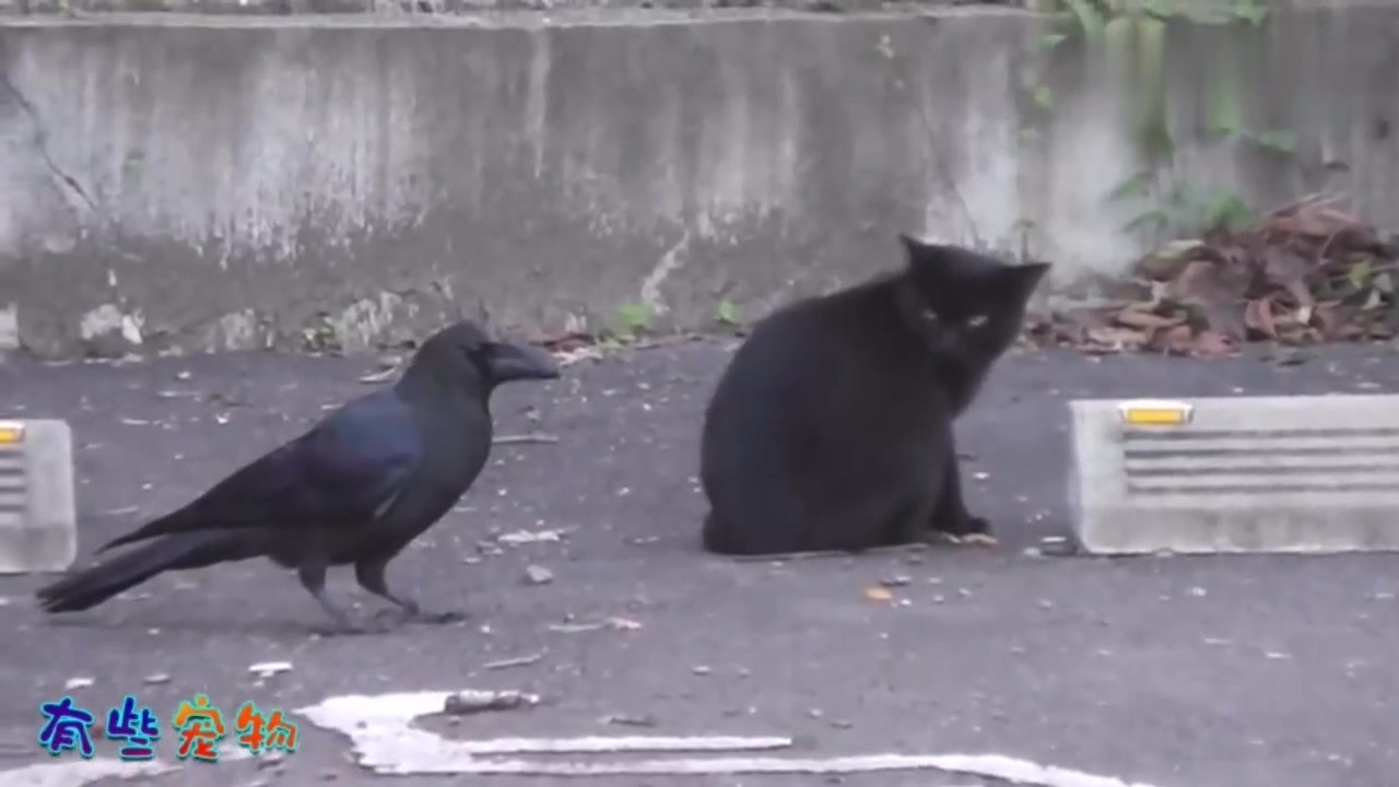 Raven meat tastes terrible. Otherwise, the cat would not want to eat crow meat if they were keeping the two treasures alive.