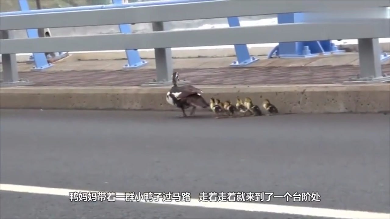 Seven penguins went out in line and the last one came out laughing! Netizens black diamond aristocrat!