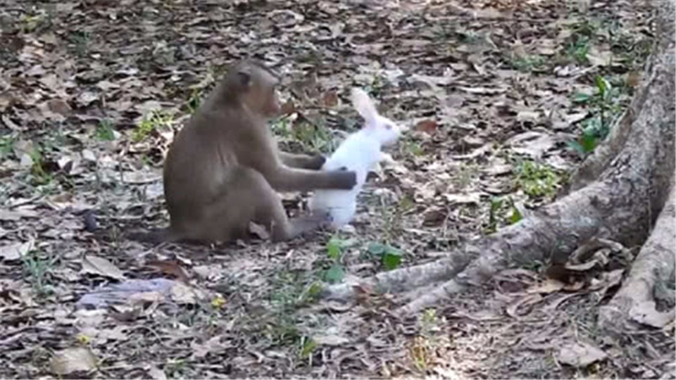 The monkey grabbed a rabbit and hugged it in his arms. Then the monkey acted so that the rabbit could not be loved.