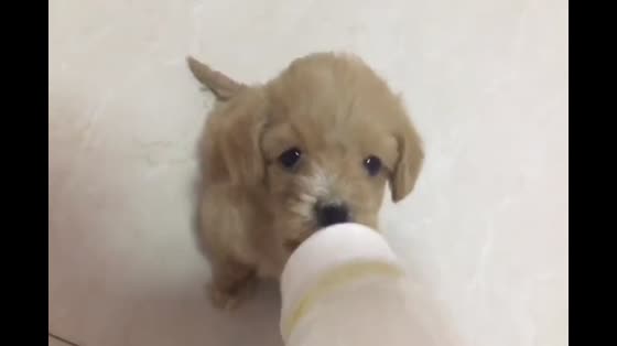 Just two months old, the puppy was drinking hard with the bottle. His voice was so loud that he wanted to take it home.