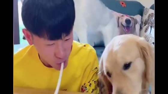 Another Noodle Eating contest, the shit shovel officer was crushed by golden hair again, Husky, I want to take part in it.