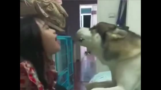 There's always a madness between the owner and Husky. This time it's Husky.