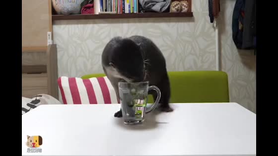 Otter is a naughty man. The owner's cup is on the table, and the next second he is killed.