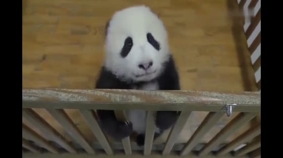 It's so cute, baby panda. Mammy let me out. I'm going to find a little buddy to play with.