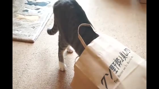 It's so cute. The cat who likes to drill paper bags has to look around after it gets in.
