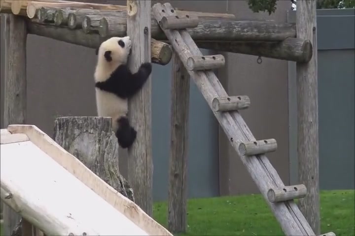 A flexible bear dumpling, climbing up the wooden frame to be unambiguous