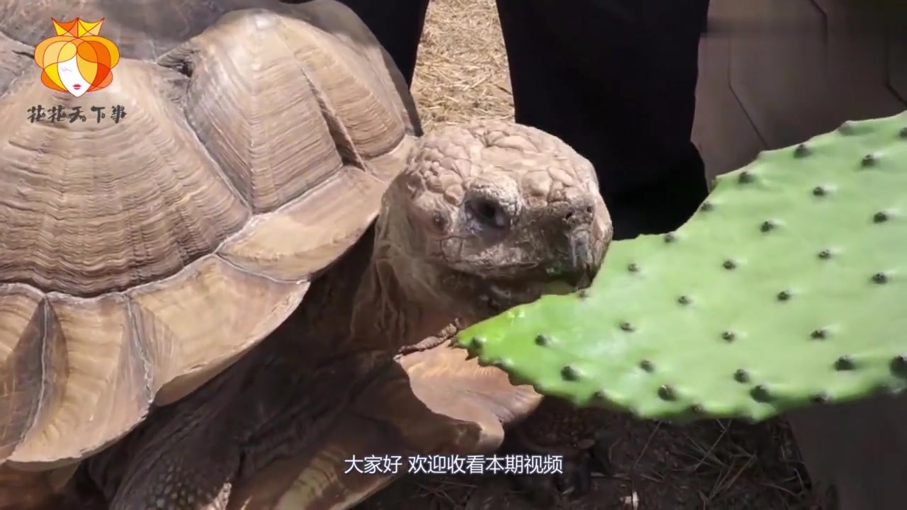 What's wrong with this lizard? It just stares at the tortoise. Stop laughing the next second.