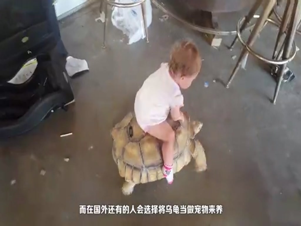 One tortoise fell on the ground and the other tortoise passed by. The next second the tortoise moved a little warmly.