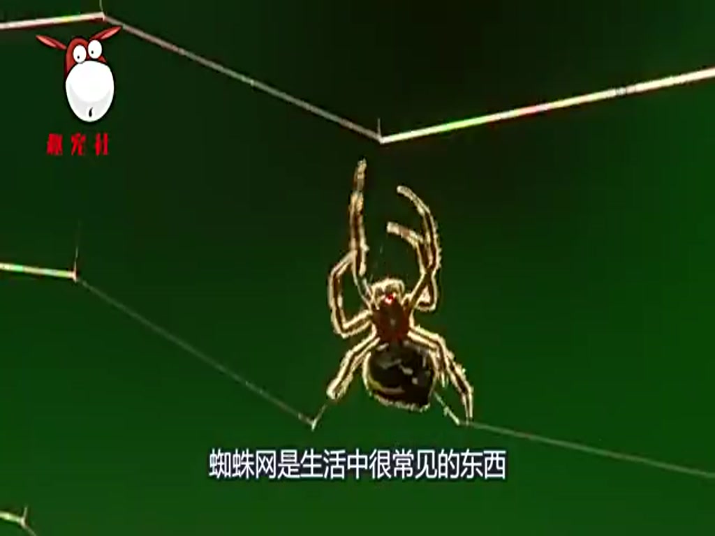 Is spider silk really stronger than steel? Foreigners use 25,000 spider silks to test, it's terrific!