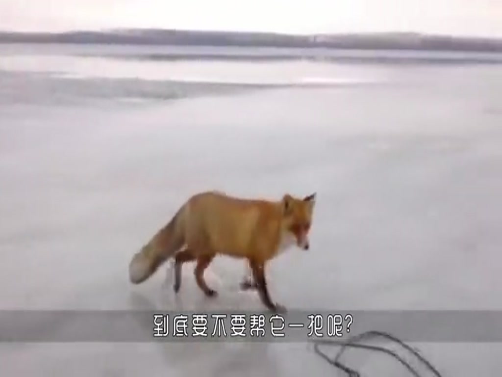 The man was ice fishing, and suddenly came a fox. The later story was heartening.