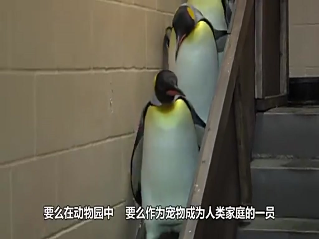 This penguin has the rank of general, officers have to stop to salute, can be called "the most cow penguin"