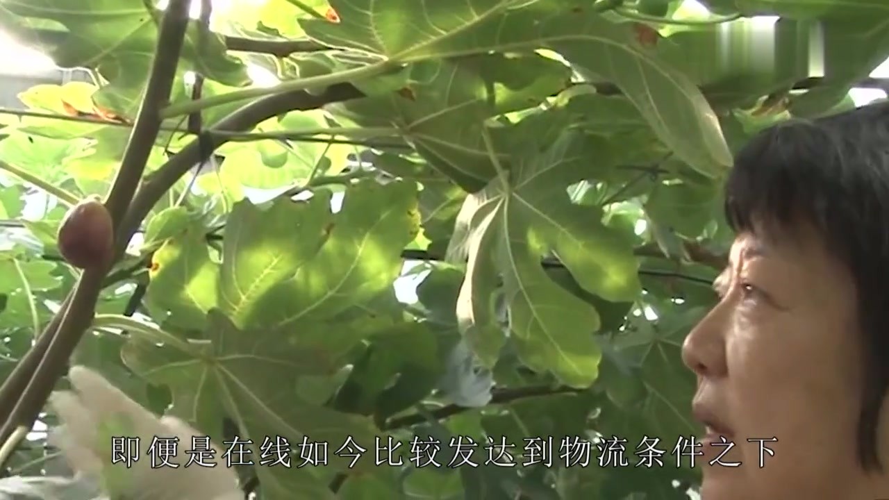 It is called "sugar bun" on the trees of Xinjiang. The pulp is very delicate and the entrance is instant.