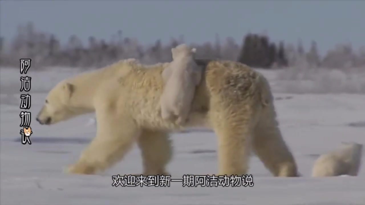 The mother and son of the polar bear go out to look for food and are stared at by the starving polar bear. The next second is too crazy.