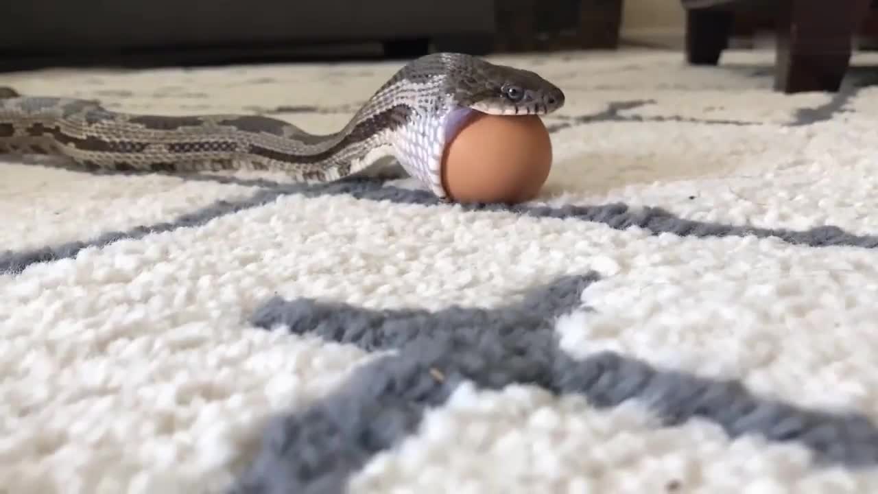 Close shot snake swallowed eggs, after watching it, it's a big eye-opener! 