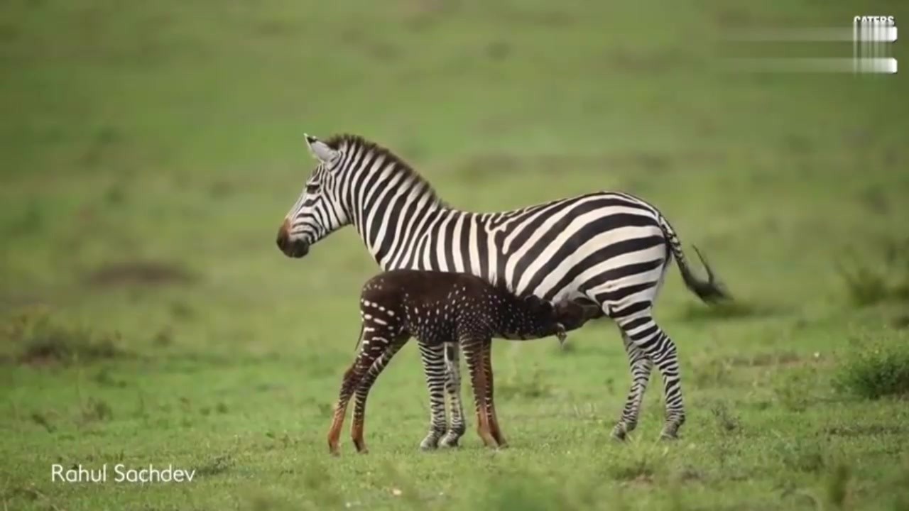 The Brown zebra first appeared in front of you. It's very cute with white stripes.