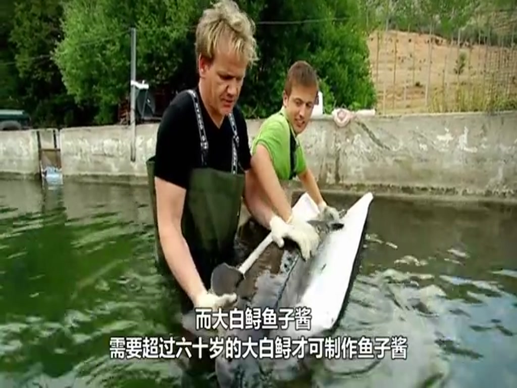 The process of extracting fish seeds from caviar is painful. Do you still eat it after watching it?