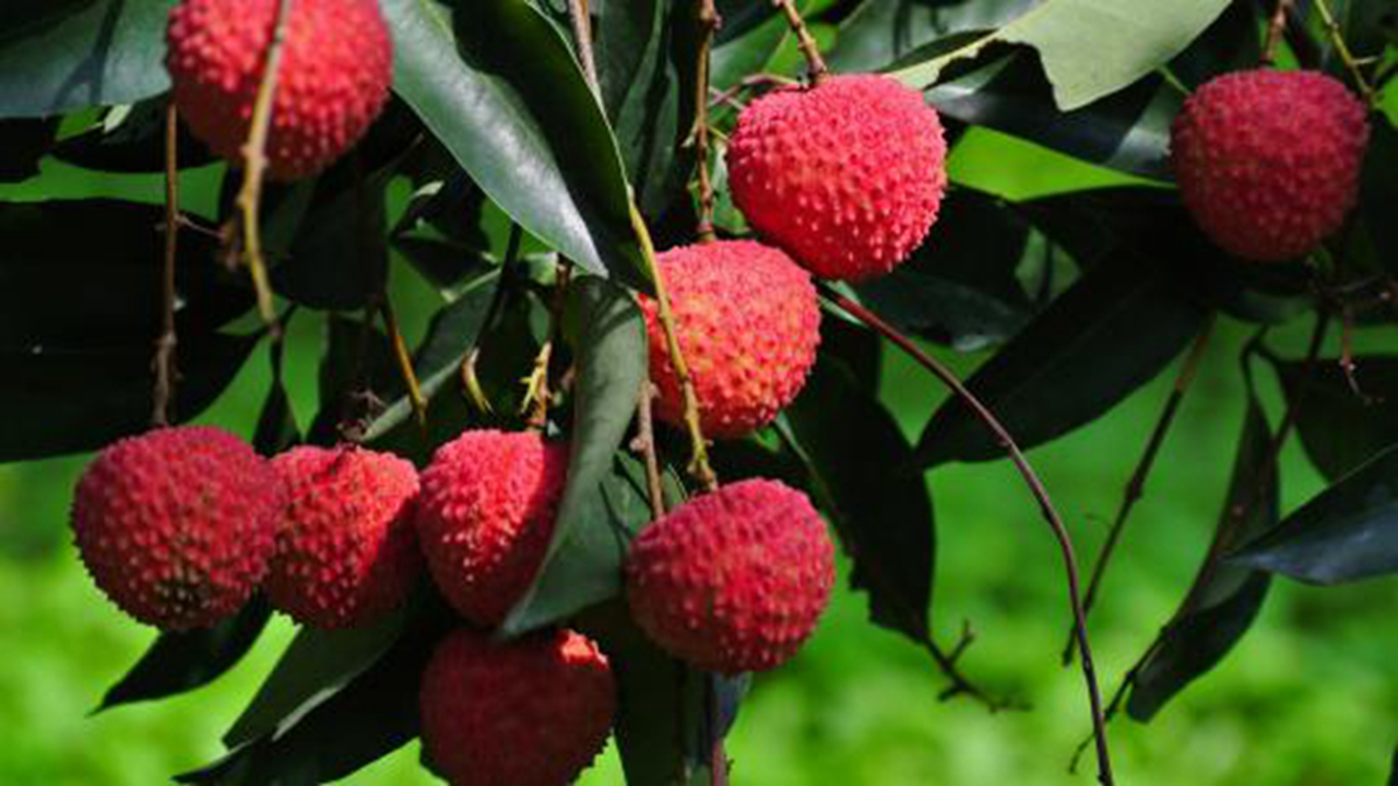 Litchi as little as possible, the best not to eat, many people are not clear, now it is too late to understand!
