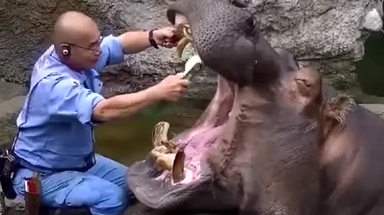 The staff frightened the crowd by brushing the hippo's teeth.