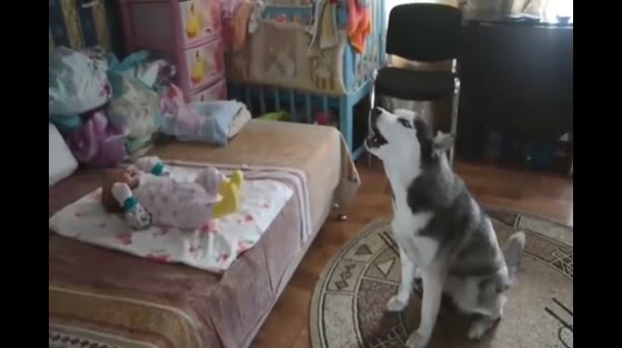 Husky coaxed the little master to sleep, and the baby became more and more energetic. What happened to Husky?