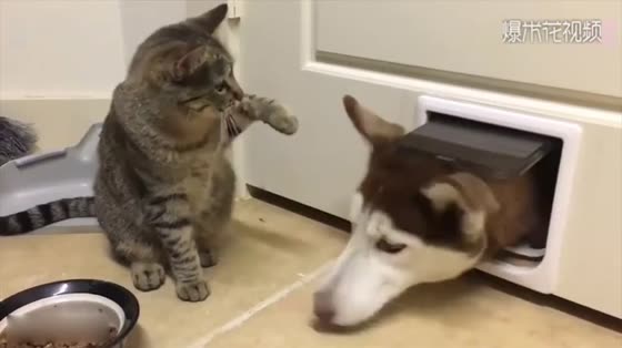 Husky wanted to drill a door for a cat, so he was so angry that the cat would punch him when he ran over.