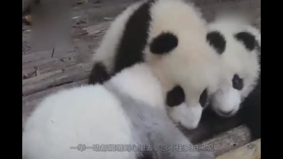 The baby panda drank bottles of milk collectively, and the nurse missed one. The baby panda got angry.