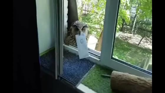 The owl did this to attract the attention of its owner.