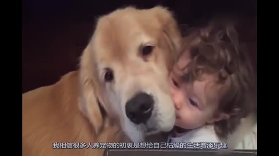 Dog crying in the corner, the owner knows the reason and vows not to mistreat the dog any more.