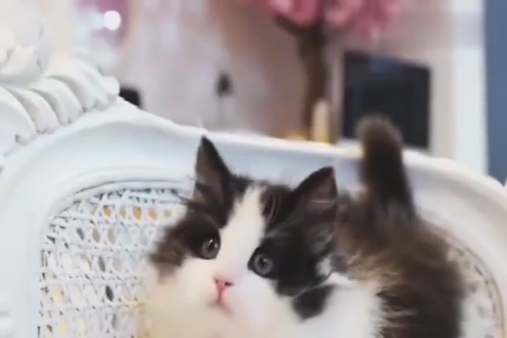 Clean and lovely cat, want to kiss, this is too cute