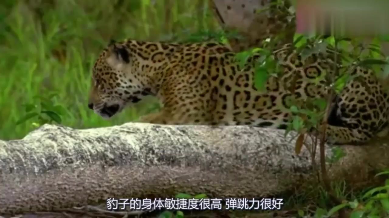 Grassland hegemony leopard, catch the sleeping crocodile, brave enough!