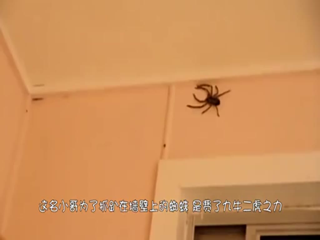 The lad shot the female spider with a slipper. The next second accident happened. The whole process was shot.