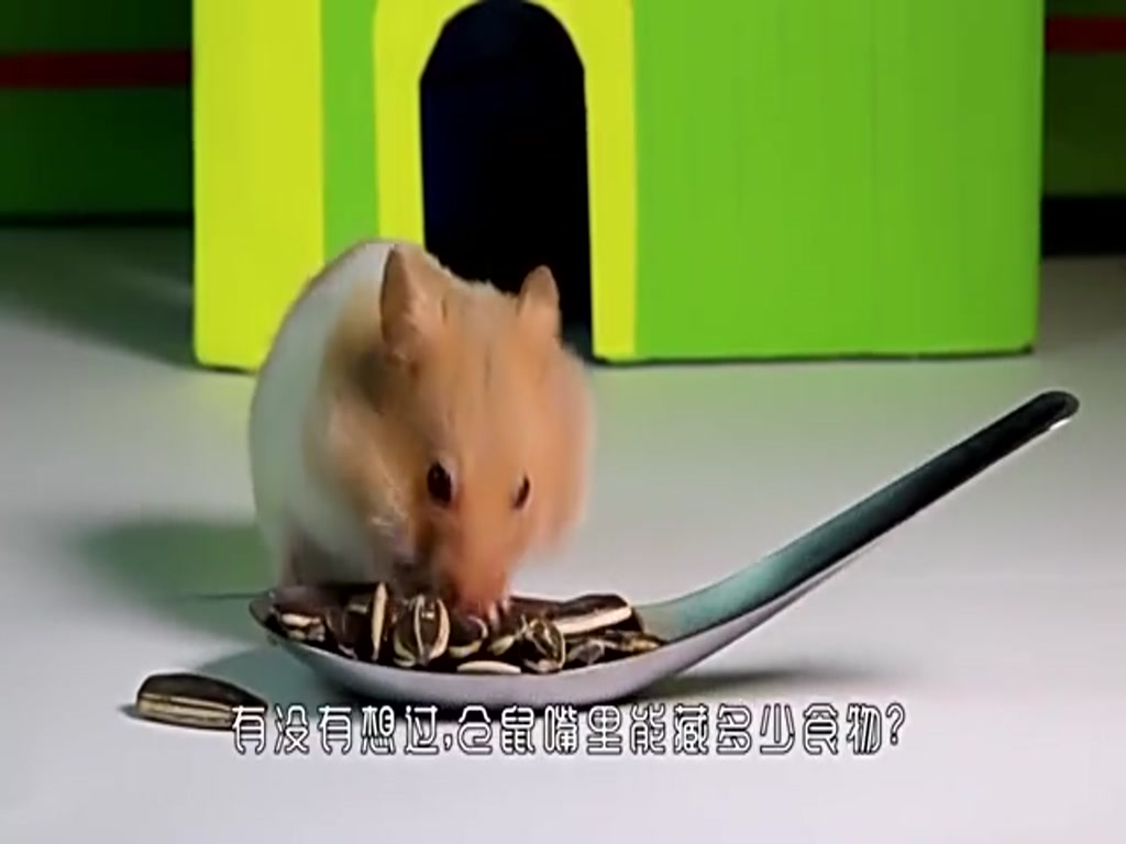 How much food can a hamster put in its mouth? Researchers use X-rays to observe and get amazing data!